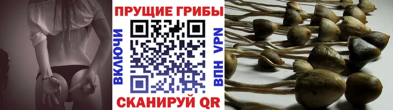 Галлюциногенные грибы Cubensis Абдулино